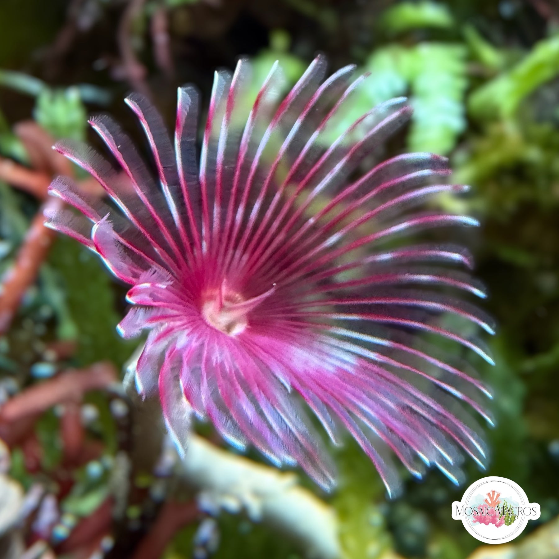Marine Snails – MosaicMacros