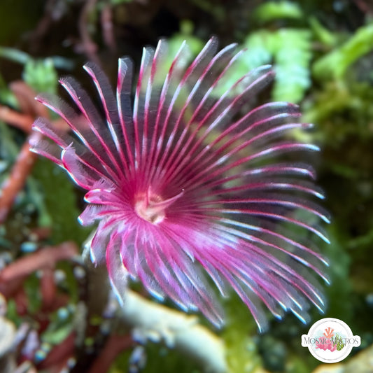 Assorted Colored Feather Duster | Sabellidae spp.