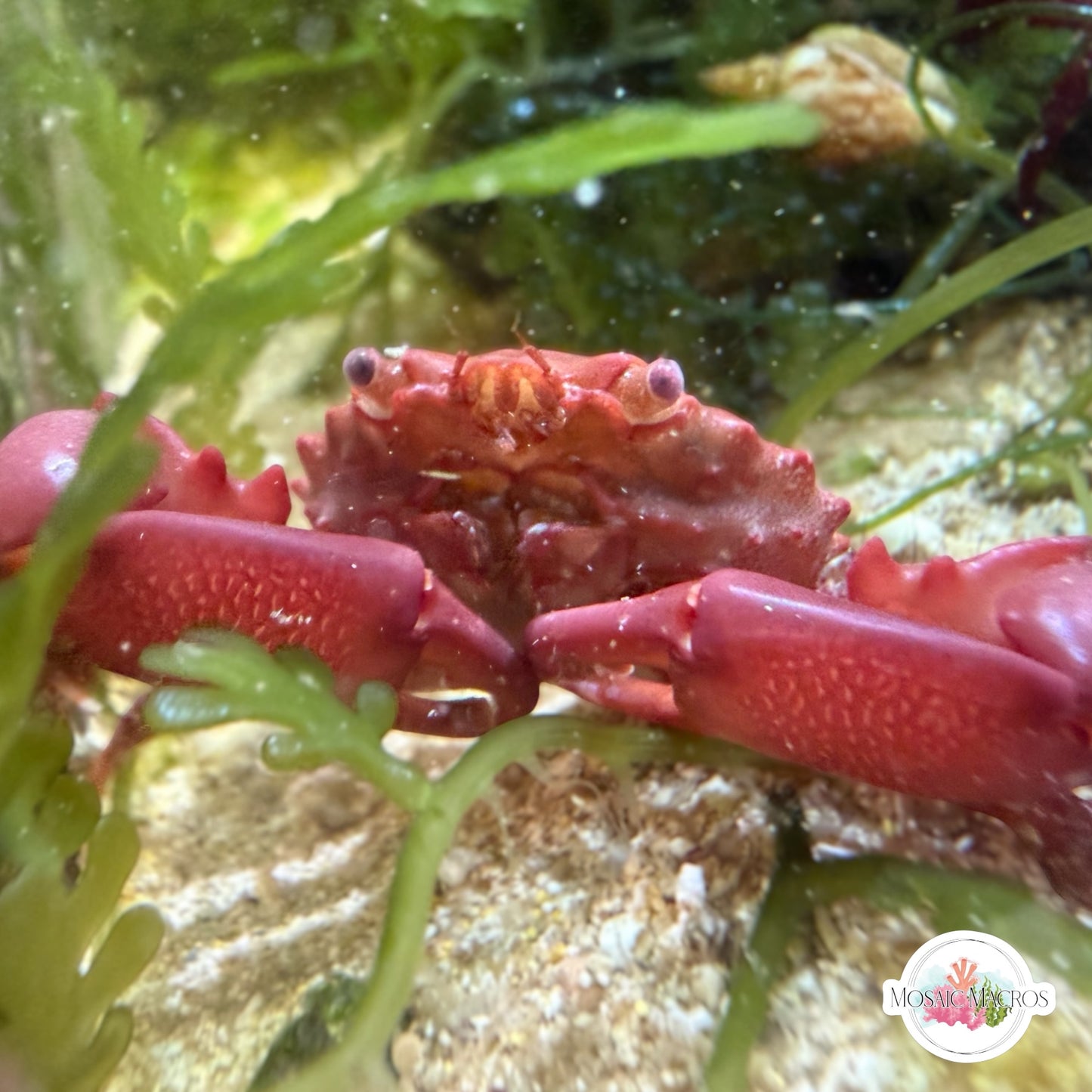 Ruby Mithrax Crab | Mithraculus sculptus