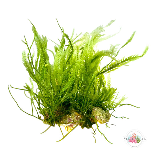 WYSWYG Caulerpa Combo Rock
