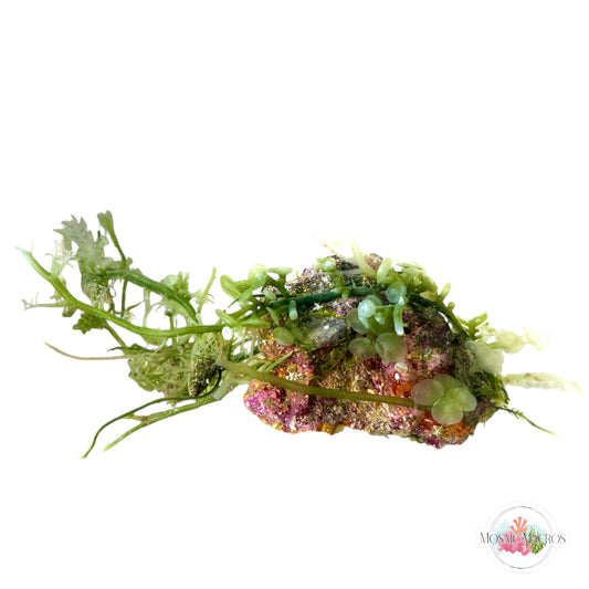 WYSWYG Caulerpa mexicana, Caulerpa peltata, Lobe-Bladed Caulerpa, Coralline (Naturally Attached to Rock)