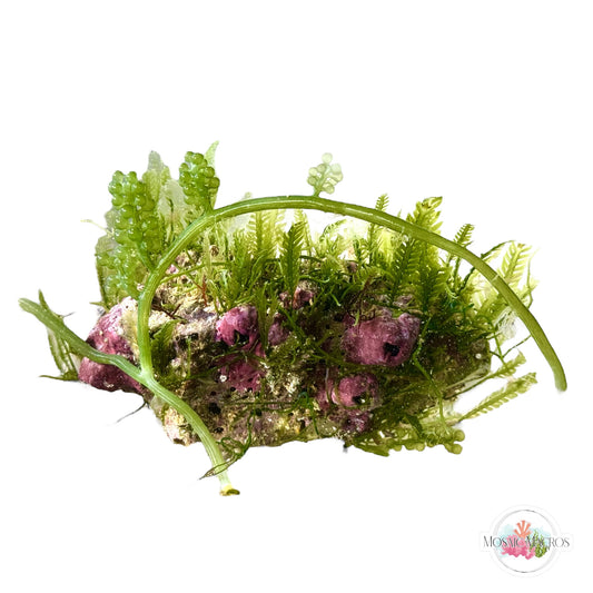 WYSWYG Caulerpa lentillifera, Maiden’s Hair, Coralline (Naturally Attached to Rock)