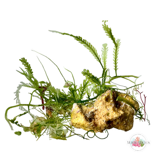 WYSWYG Caulerpa Combo Coralline Rock (Naturally Attached to Rock)