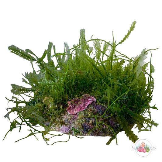 WYSWYG Caulerpa Combo Coralline Rock (Naturally Attached to Rock)