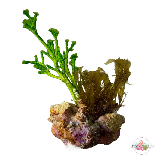 WYSWYG Jointed Tuft, Dictyota, & Coralline Algae (Naturally Attached to Rock)