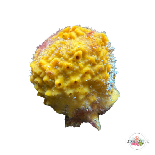 WYSWYG Ball Sponge (Large)