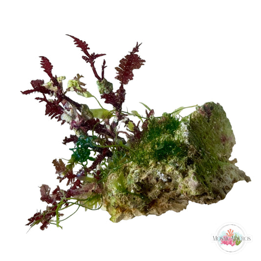 WYSWYG Red Fern Haliptilon, Caulerpa mexicana, Seagrass Chaeto (Naturally Attached to Rock)