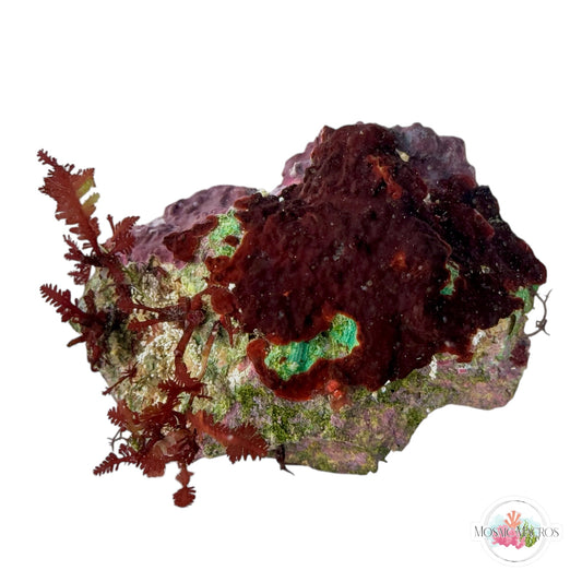 WYSWYG Red Fern Haliptilon & Coralline (Naturally Attached to Rock)