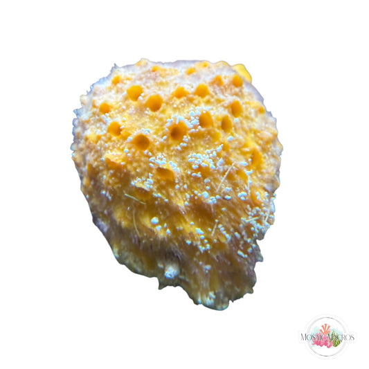 WYSWYG Ball Sponge (Large)