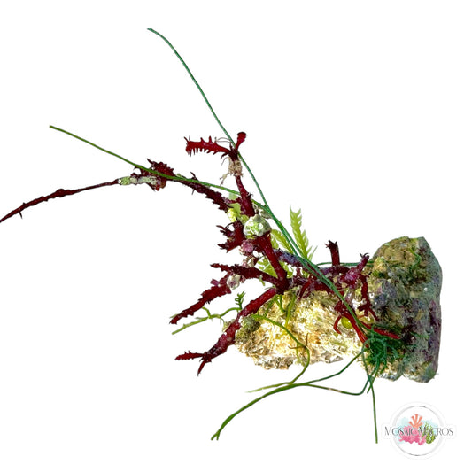WYSWYG Red Fern Haliptilon, Caulerpa mexicana, Seagrass Chaeto (Naturally Attached to Rock)