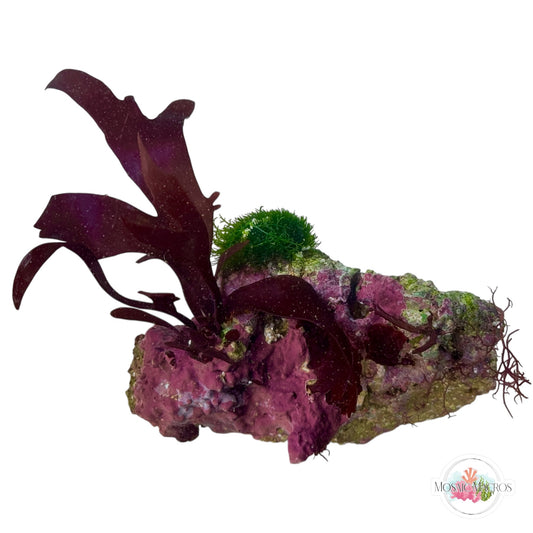 WYSWYG Purple Fauchea, Maiden’s Hair, & Coralline (Naturally Attached to Rock)