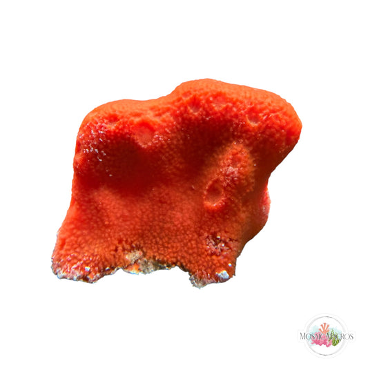 WYSWYG Orange Sponge