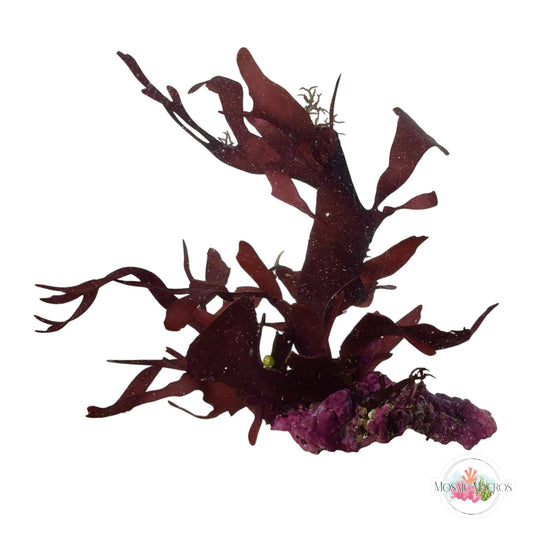 WYSWYG Purple Fauchea, Purple Laurencia & Coralline Algae (Naturally Attached to Rock)