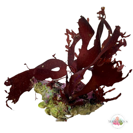 WYSWYG Purple Fauchea, Branching Hex, Blue Ochtodes, & Coralline Algae (Naturally Attached to Rock)