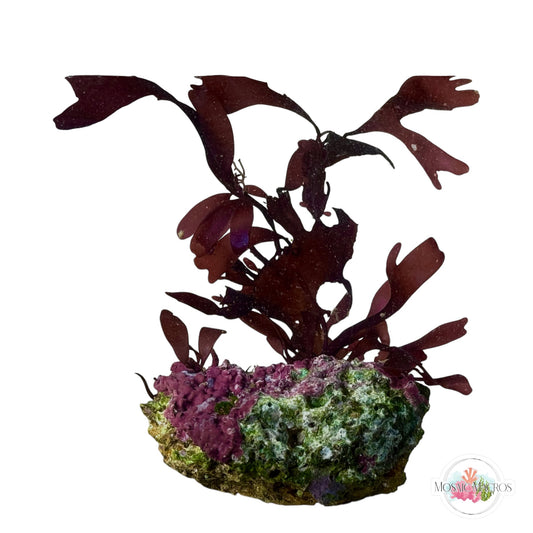 WYSWYG Purple Fauchea & Coralline Algae (Naturally Attached to Rock)