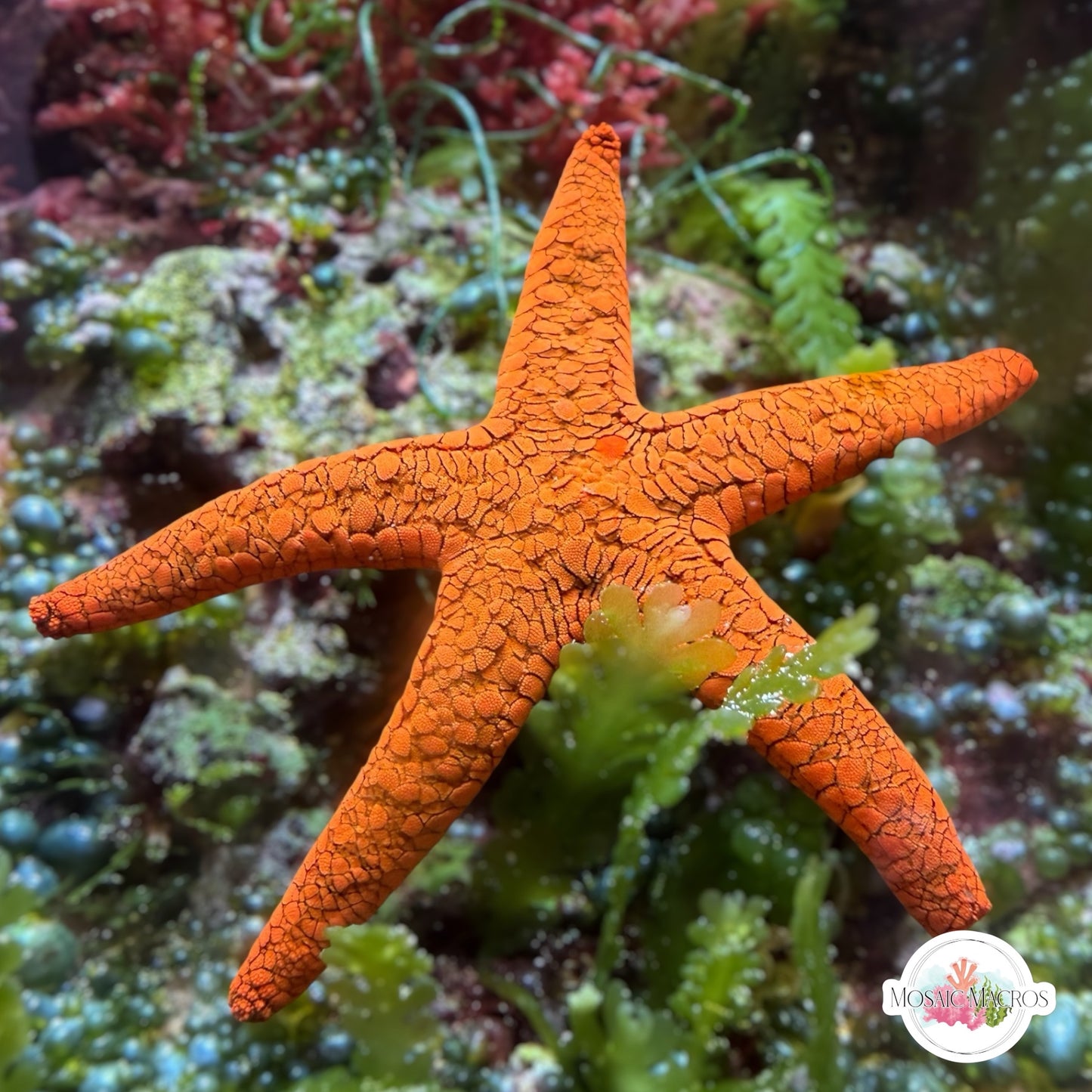 Orange Fromia Starfish | Fromia milleporella