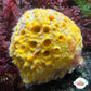 Ball Sponge | Cinachyra alloclada