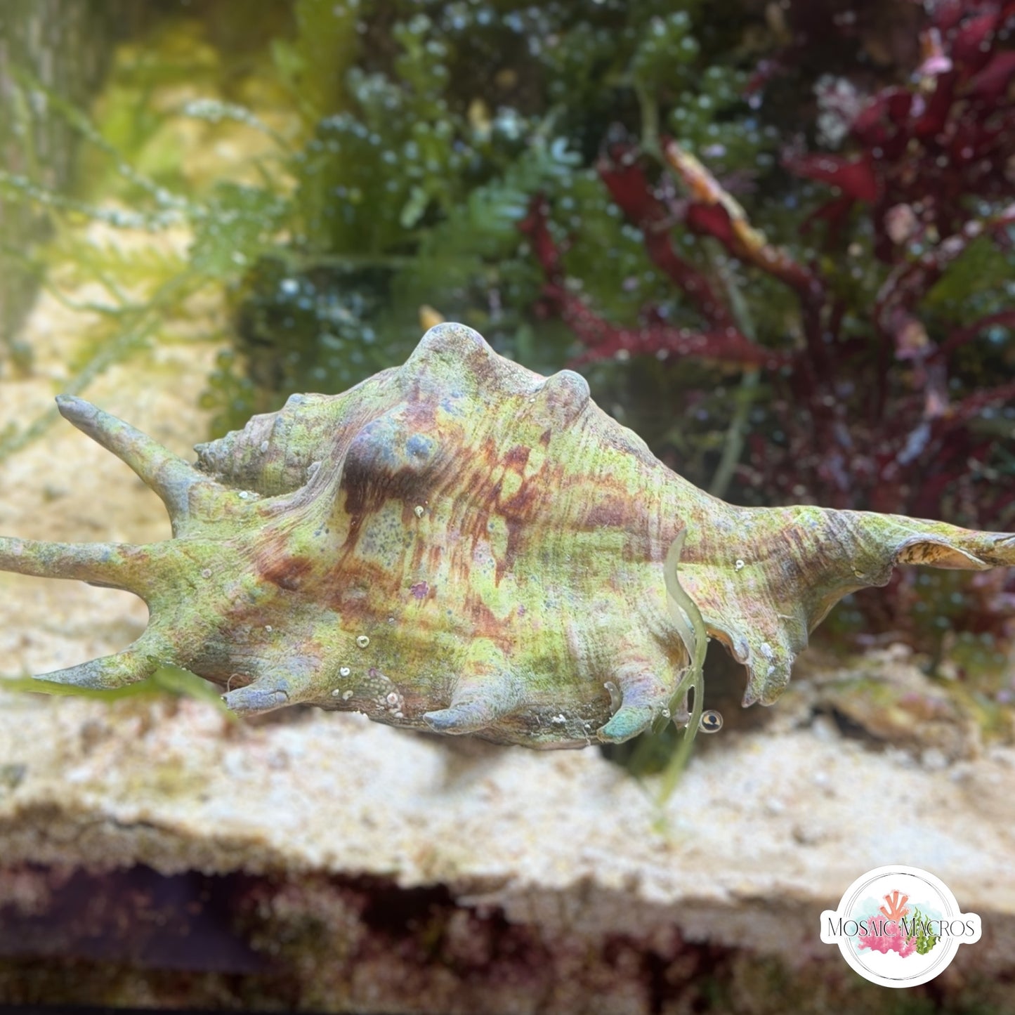 Spider Conch Snail | Lambis spp.