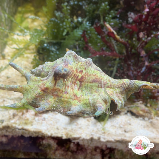 Spider Conch Snail | Lambis spp.