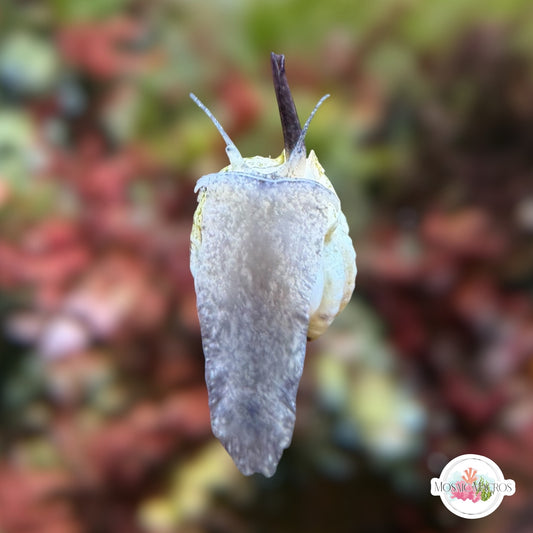Mini Nassarius Snail | Nassarius vibex