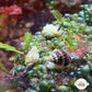 Mini Nassarius Snail | Nassarius vibex