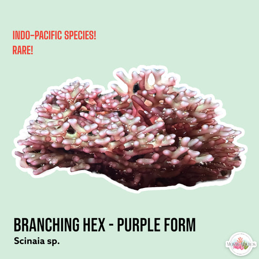 Branching Hex Macroalgae (Purple Form) | Scinaia sp.