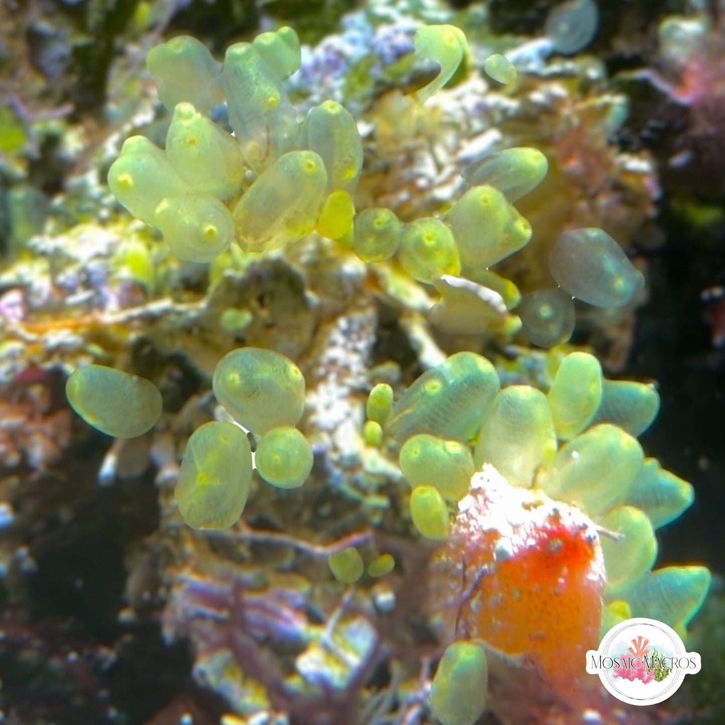 Neon Colonial Sea Squirt | Pycnoclavella spp.
