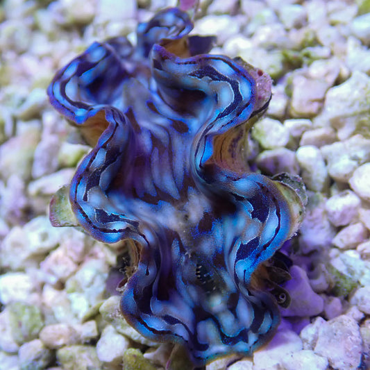 WYSWYG Blue Squamosa Clam | Tridacna squamosa