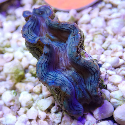 WYSWYG Blue Squamosa Clam | Tridacna squamosa