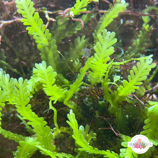 Lobe-Bladed Fern Caulerpa Macroalgae | Caulerpa sp.