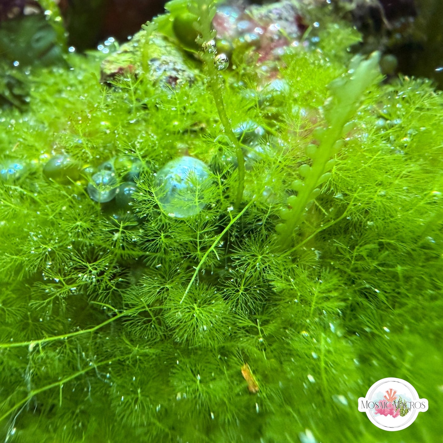 Fuzzy Caulerpa Macroalgae | Caulerpa verticillata
