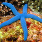 Blue Linckia Starfish | Linckia laevigata