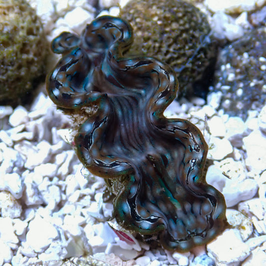 WYSWYG Blue Squamosa Clam | Tridacna squamosa