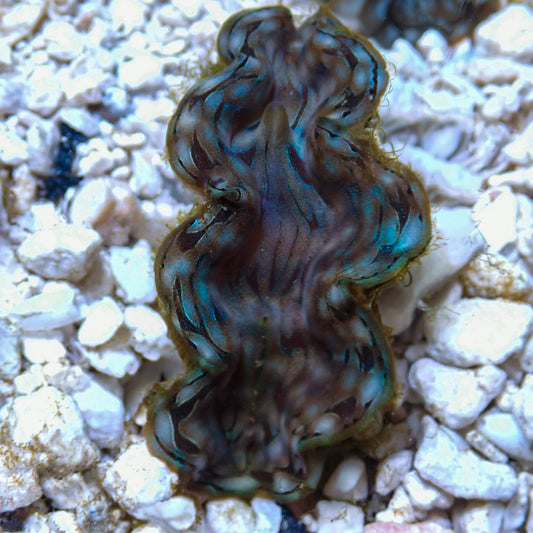 WYSWYG Blue Squamosa Clam | Tridacna squamosa