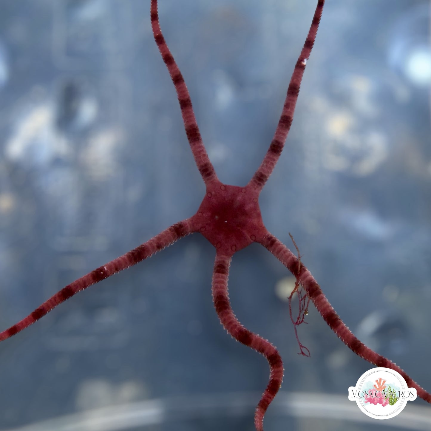 Purple Serpent Star | Ophiuroids spp.