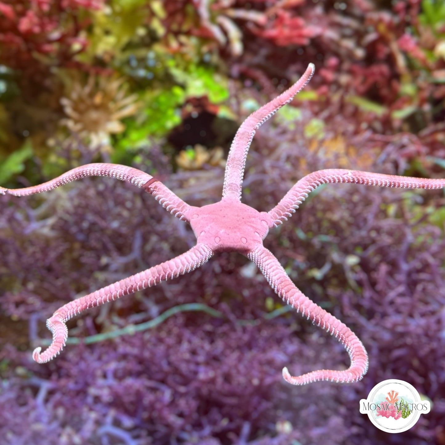 Purple Serpent Star | Ophiuroids spp.