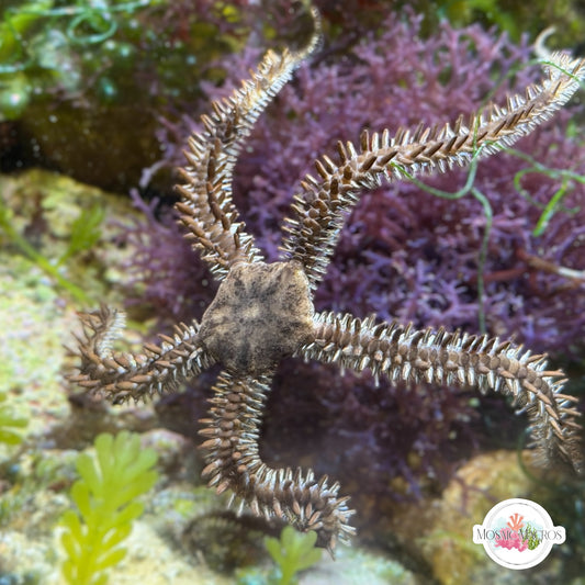 Brittle Star | Ophiuroids spp.