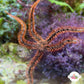 Red Brittle Star | Ophiuroids spp.