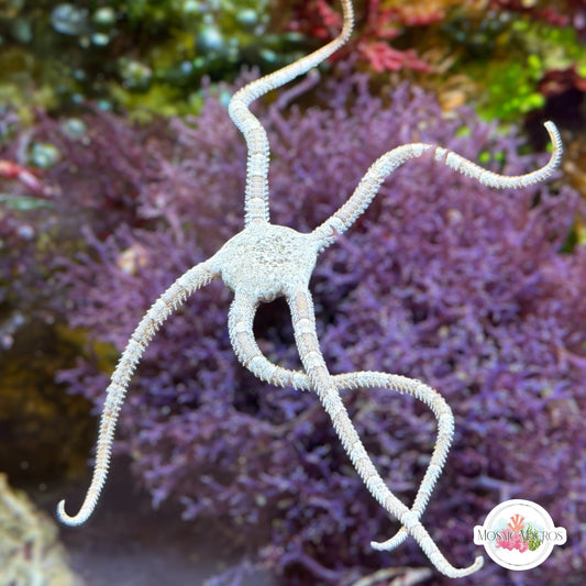 Gray/Black Serpent Star | Ophiuroids spp.