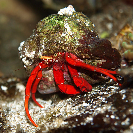 Scarlet Reef Hermit Crab | Paguristes cadenati