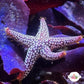Conical-Spined Starfish | Echinaster sentus