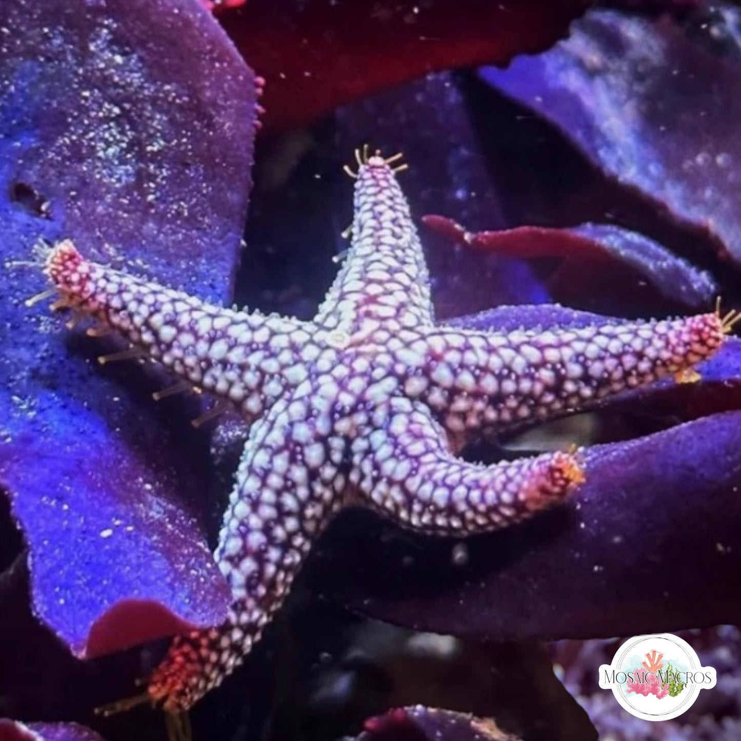 Conical-Spined Starfish | Echinaster sentus