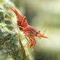 Dancing Camel Shrimp | Rhynchocinetes durbanensis