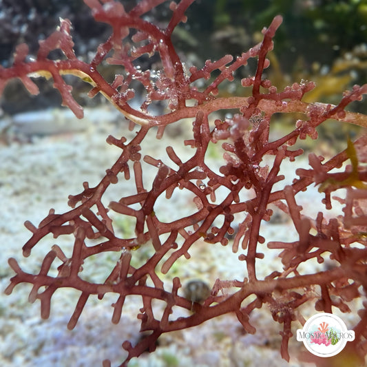 Pink Knobby Laurencia Macroalgae | Laurencia sp.