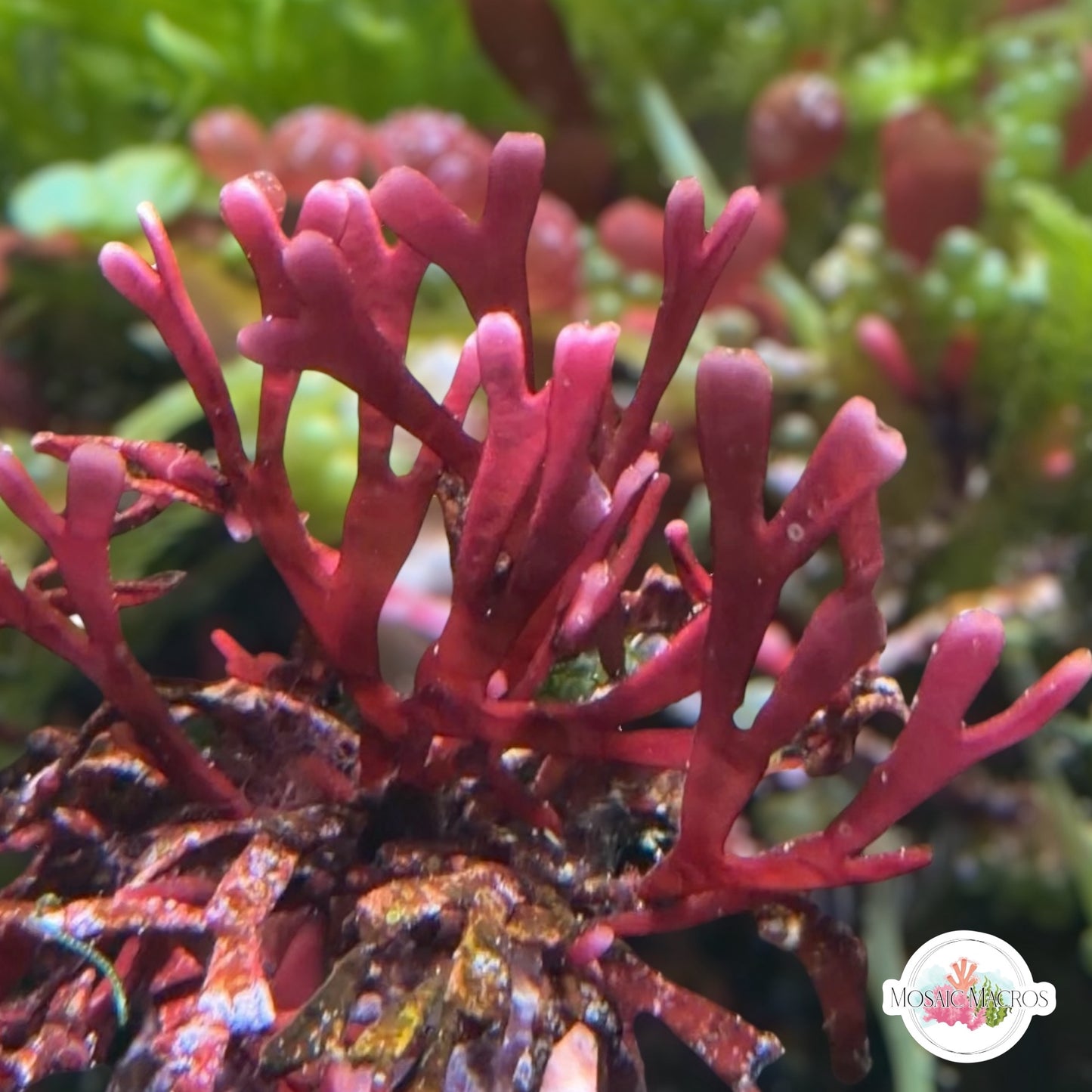 Flat-Branched Pink Thicket Macroalgae | Dichotomaria marginata