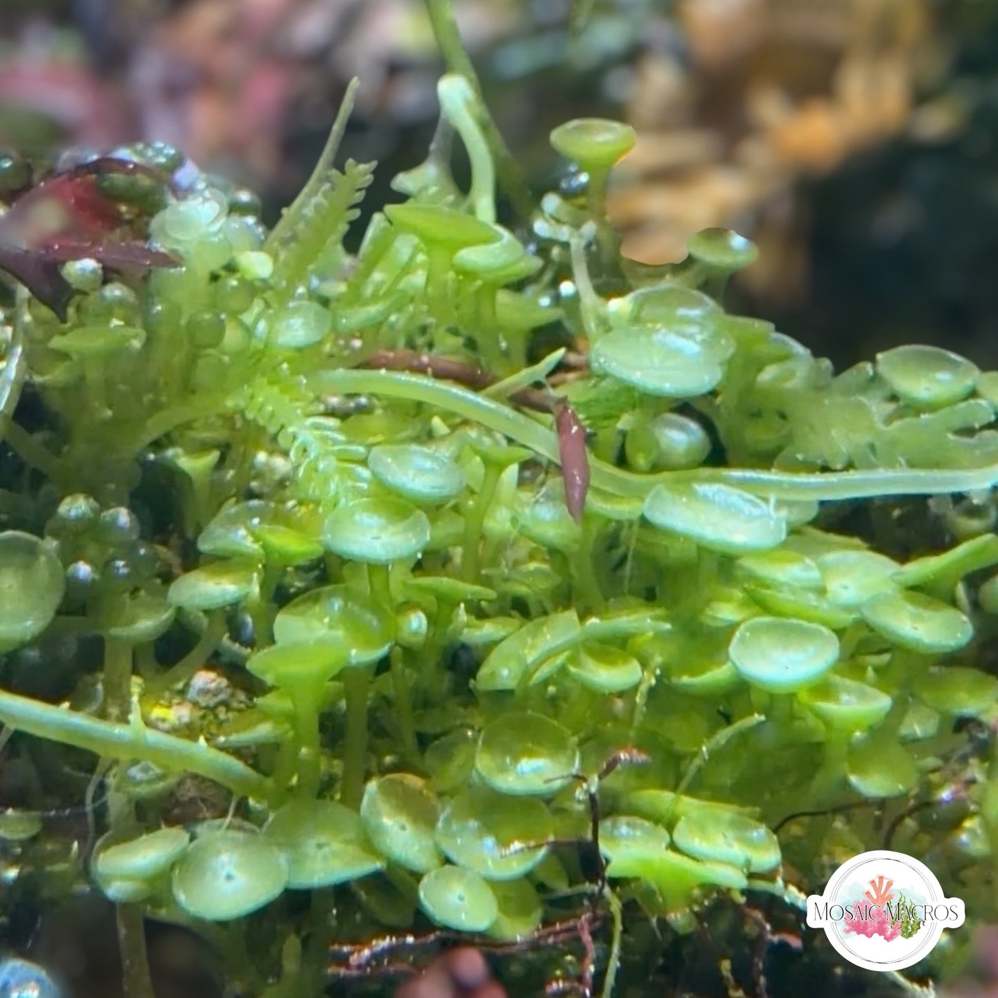 Suction Cup Caulerpa Macroalgae | Caulerpa racemosa var. Peltata