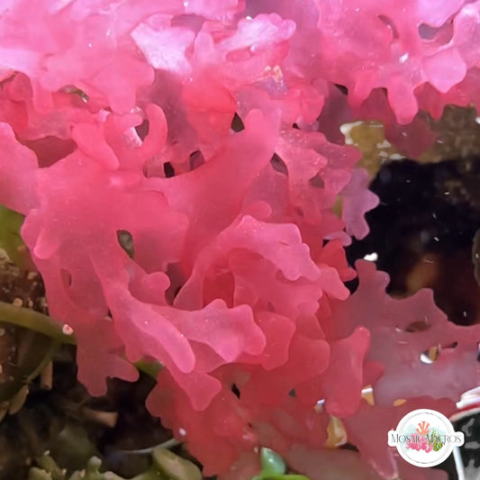 Rose Petal Nemastoma Macroalgae | Nemastoma sp.