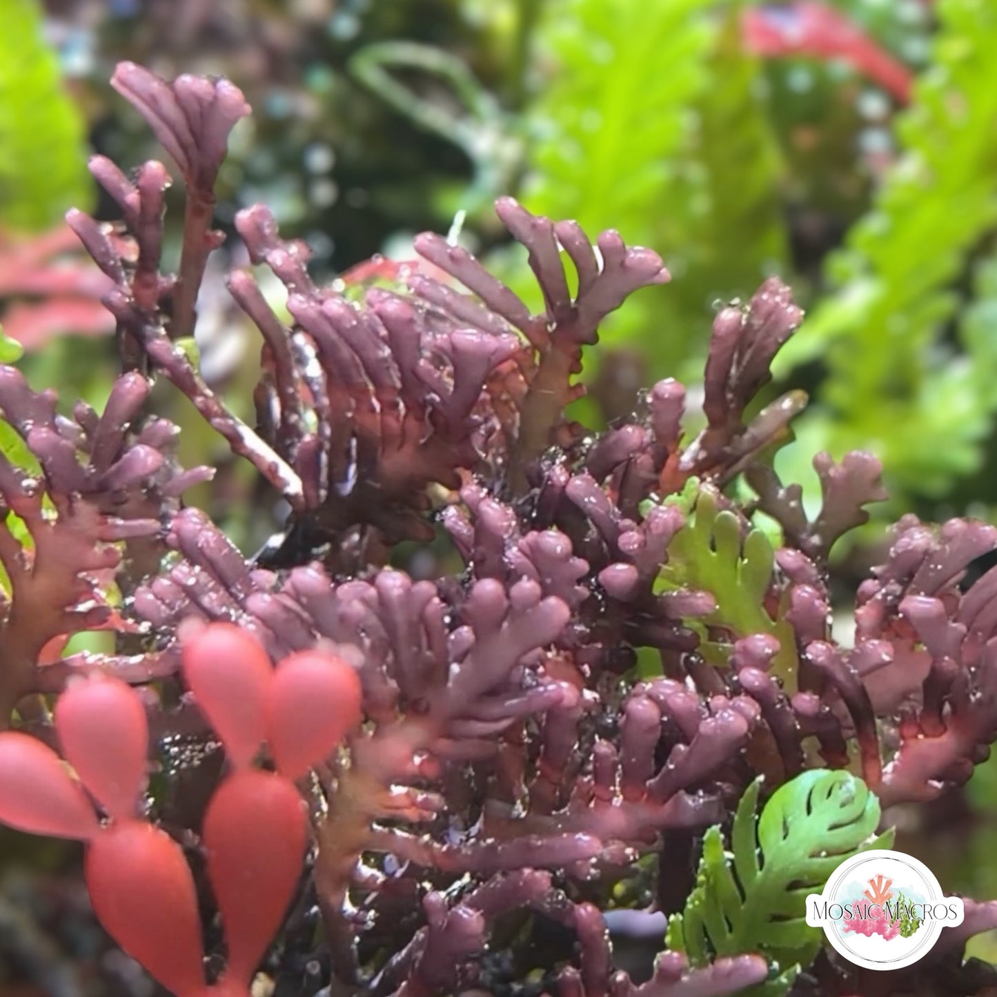 Flat Purple Laurencia Macroalgae| Laurencia sp.