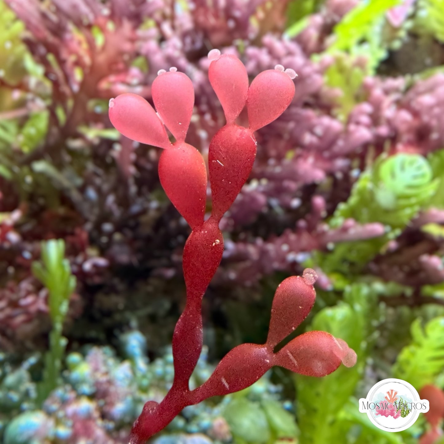 String-of-Pearls Macroalgae | Coelarthrum sp.
