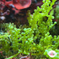 Green Bulb Caulerpa Macroalgae | Caulerpa racemosa var. Macrophysa